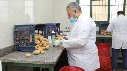 ”الزراعة” تفحص 289.9 طنًا بطاطس معدة للتصدير خلال فبراير| صور