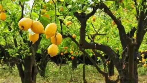 صادرات البرازيل الزراعية تسجل رقماً قياسياً بـ 38.1 مليار دولار في الربع الأول