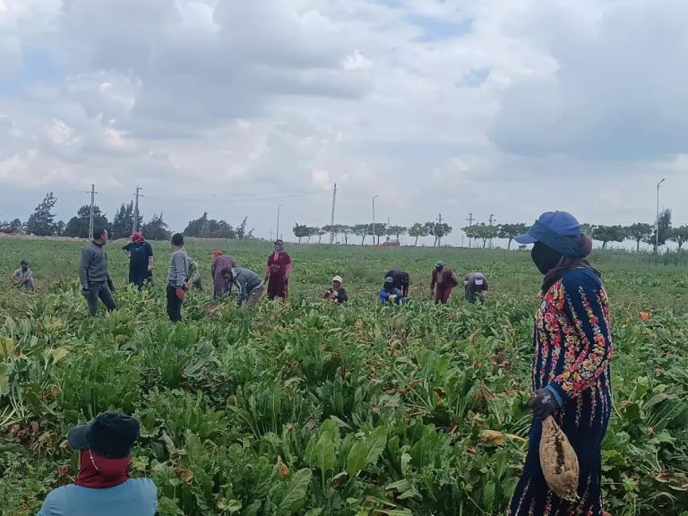 اليوم الحقلي