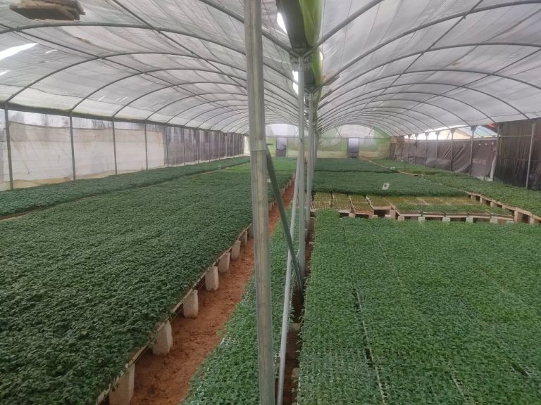 الصوب الزراعية