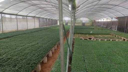 ”الزراعة” تُتابع الصوب الزراعية وتدعم مزارعي الخضر والفاكهة بـالجيزة والبحيرة والنوبارية| صور ”الزراعة” تُتابع الصوب الزراعية وتدعم مزارعي الخضر والفاكهة بـالجيزة والبحيرة والنوبارية| صور