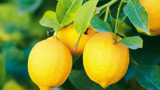 مزارعو الحمضيات في جنوب أفريقيا يواجهون نقصاً في وقود الديزل مع اقتراب موسم التصدير