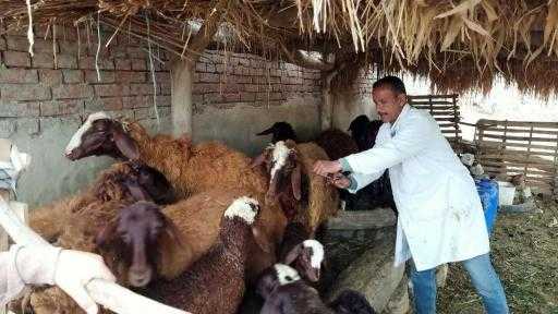 خلال أسبوع.. ”الزراعة” تُحصن أكثر من مليون رأس ماشية ضد الجلد العقدي وجدري الأغنام