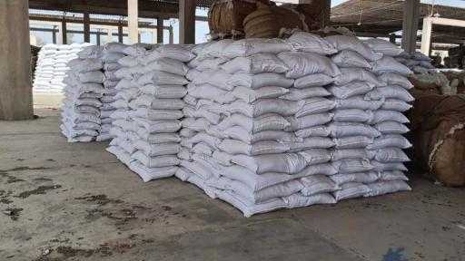 ”الزراعة” تُجهز أكثر من 15 ألف شيكارة تقاوي قطن لتوزيعها على المزارعين