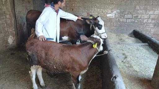 ”الخدمات البيطرية” تنفذ التلقيح الاصطناعي لأكثر من 45 ألف رأس خلال مارس|... ”الخدمات البيطرية” تنفذ التلقيح الاصطناعي لأكثر من 45 ألف رأس خلال مارس| صور