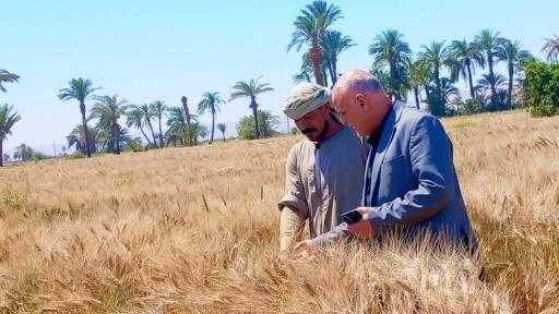 ”الزراعة” تتابع توريد القمح بمحافظتي بورسعيد والمنيا| صور
