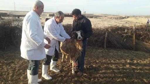 ”الخدمات البيطرية” تُحصن أكثر من 3 ملايين رأس ماشية منذ نهاية مارس