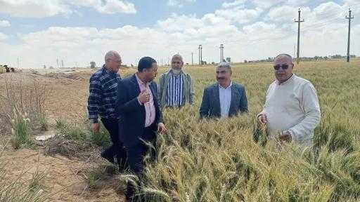 ”الزراعة” تُزيل 25 حالة تعدي في المهد.. وتتابع زراعات القمح وبنجر السكر والطماطم