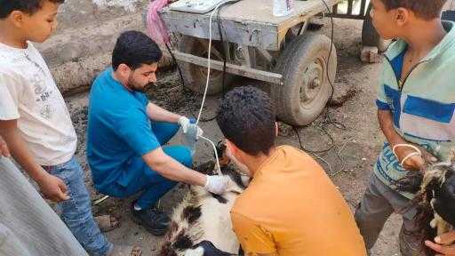 ”الزراعة” تطلق 5 قوافل بيطرية مجانية بسوهاج| صور