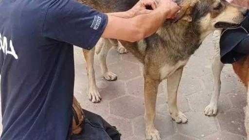 ”الخدمات البيطرية” تُحصن 24.9 ألف كلب وتعقم 2041 كلبًا منذ يناير