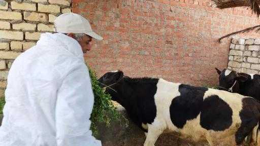 ”الخدمات البيطرية” تُحصن أكثر من 3.9 ملايين رأس ماشية| صور