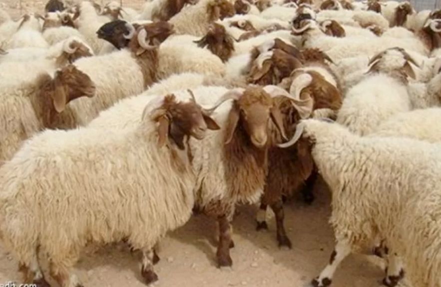 أرشيفية