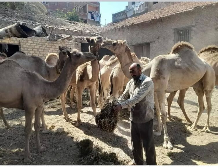 الجولة بالمنوفية