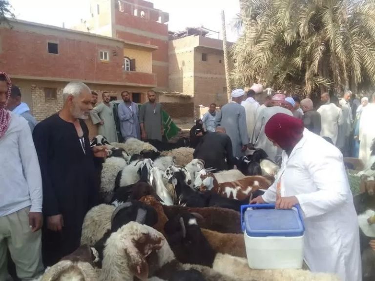 جانب من الحملات
