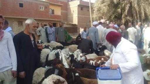 ”الخدمات البيطرية”: تحصين 8 ملايين رأس ماشية ضد الحمى القلاعية والوادي المتصدع| صور