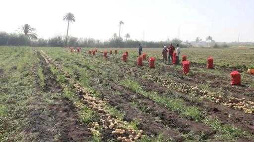 ”منتجي ومصدري الحاصلات البستانية” يُتابع انطلاق موسم البطاطس بالغربية ”منتجي ومصدري الحاصلات البستانية” يُتابع انطلاق موسم البطاطس بالغربية