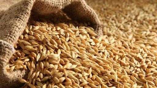 صادرات الشعير الكندية تسجل أعلى مستوى في 5 سنوات بدعم الطلب الصيني