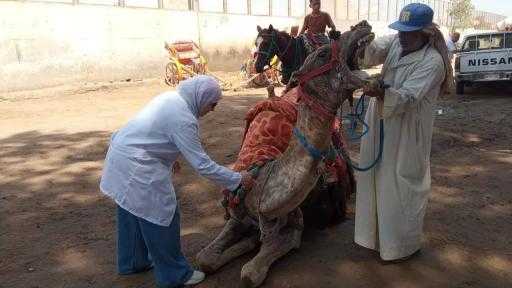 ”الخدمات البيطرية” تنفذ 254 قافلة بيطرية مجانية خلال يوليو الماضي