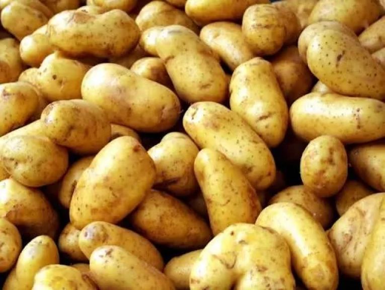 البطاطس