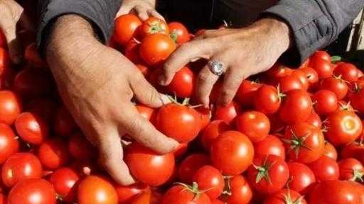مجلس الوزراء يرد على مزاعم حول إصابة 70% من محصول الطماطم بحشرة ”التوتا أبسلوتا”
