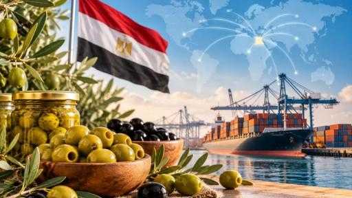 مصر خامس أكبر مصدر للزيتون المحضر عالميًا بصادرات 182 مليون دولار